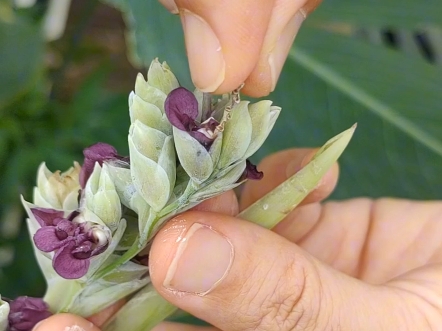 再力花不是捕食植物,那它的"捕虫"机关有什么作用呢?