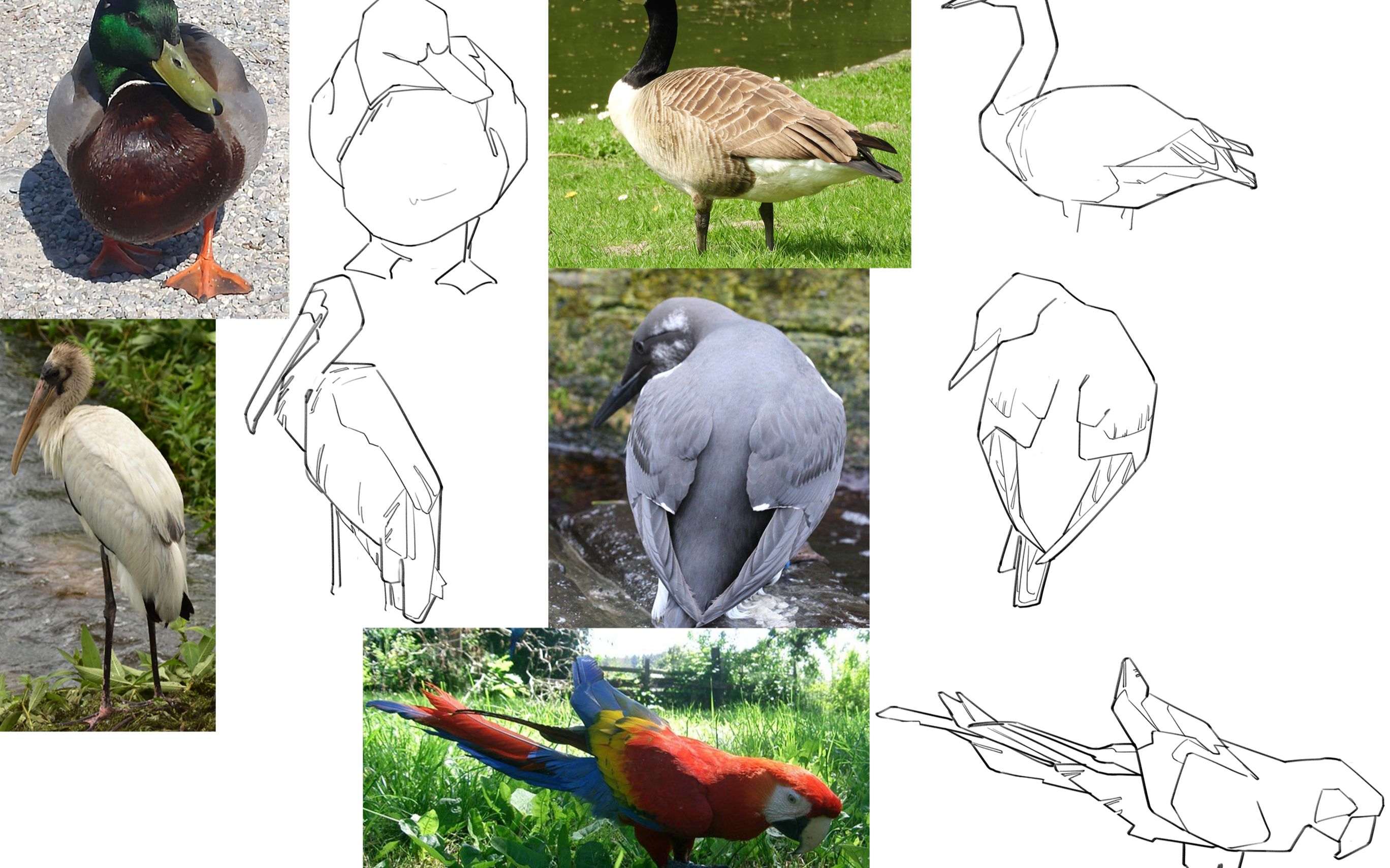 鸟类 - 速写练习(金刚大鹦鹉)