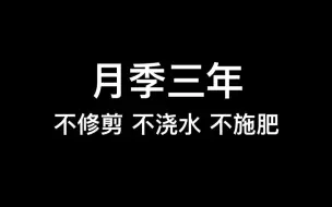 Download Video: 三年不修剪不浇水不施肥的地栽月季什么样？