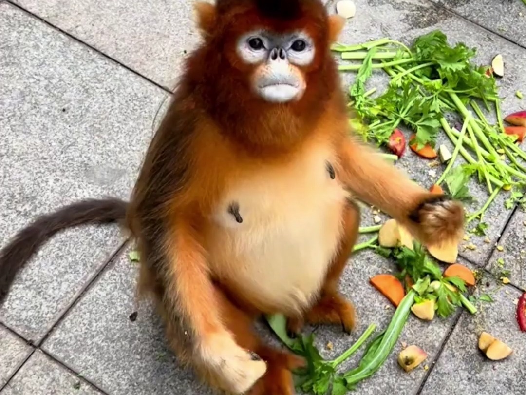 金丝猴居然不抢啊一口一口等投喂