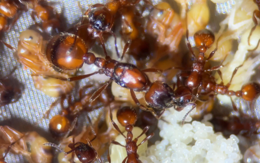 【红狂蚁】红色传说!