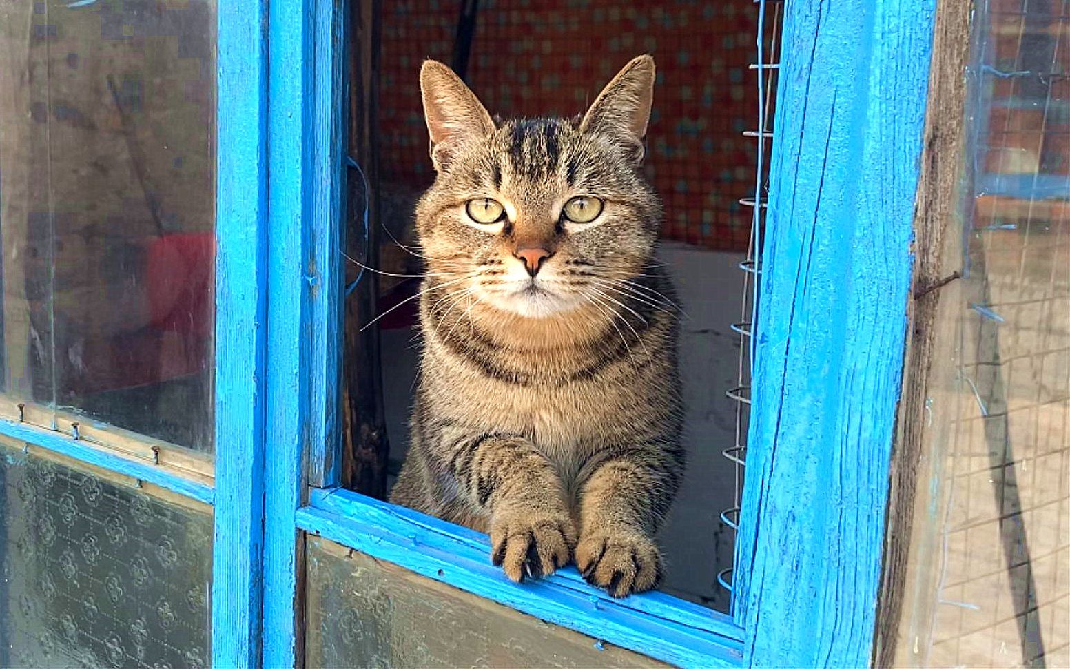 [图]狸花猫：做梦也没想到，你竟然给我造了一个监狱风的房子！