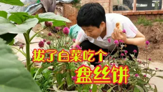 Download Video: 大白菜也成熟了，用独轮车把白菜拉回家，再来个盘丝饼解解馋，这就是生活该有的样子