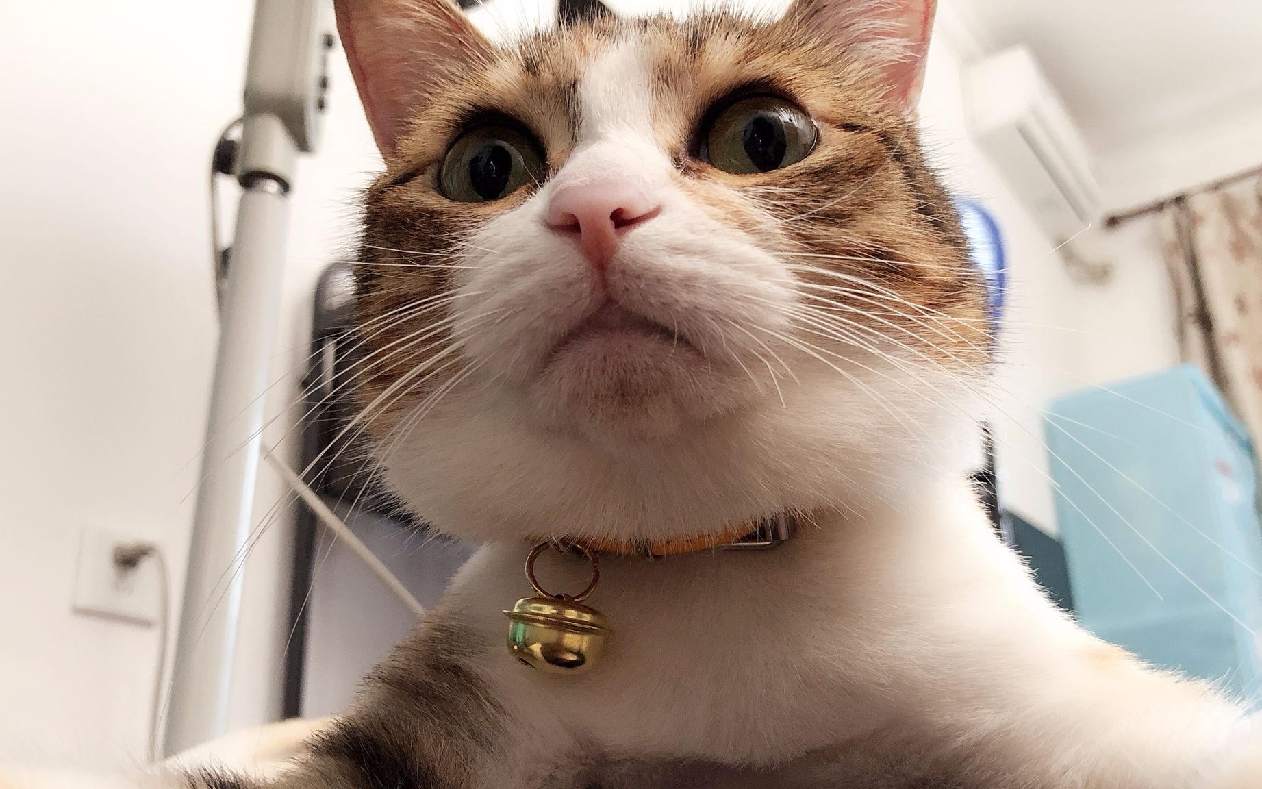 三色狸花吸猫啦吸猫啦一只剃了毛还很萌萌哒的中华田园猫的日常生活哦