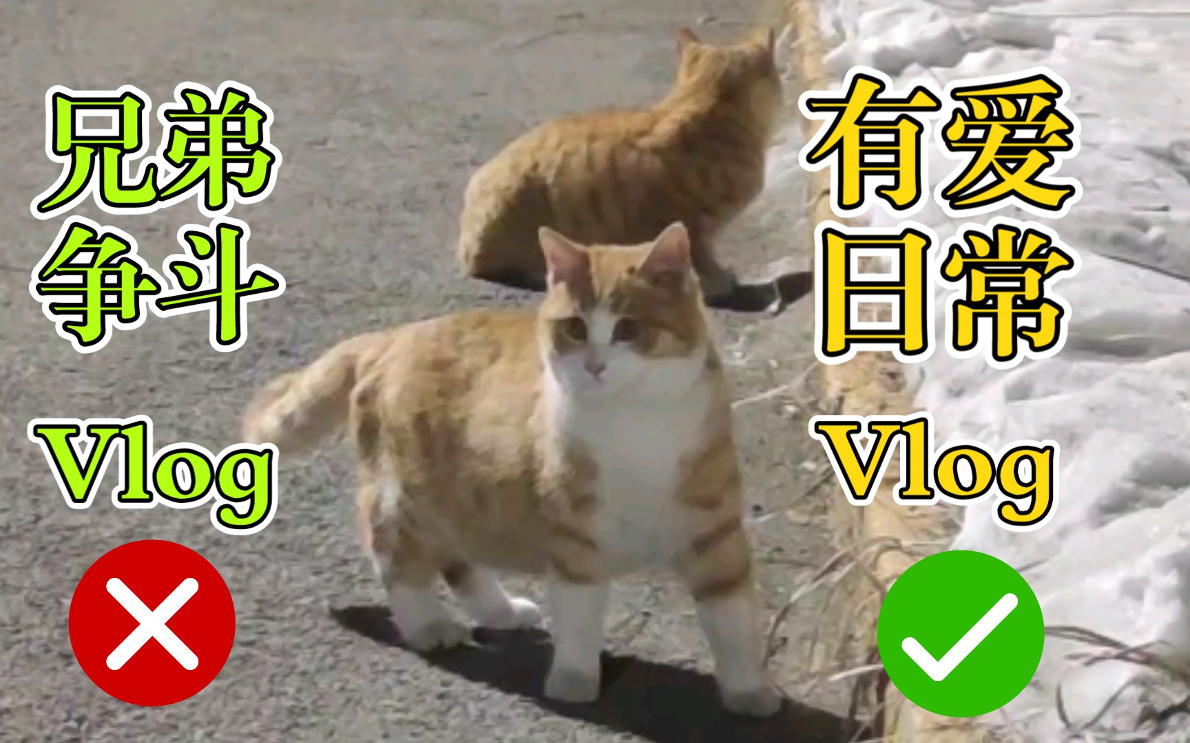 【哈工程的猫们】凌宝馋馋两只猫猪的有爱日常vlog(我看谁还说我短……)哔哩哔哩bilibili