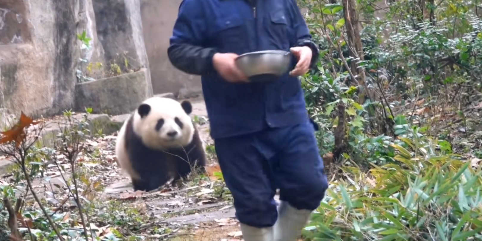 大熊猫荷花和谭爷爷图片