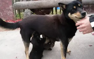 Скачать видео: 你可以撸我，但是奶孩子我是拒绝的！