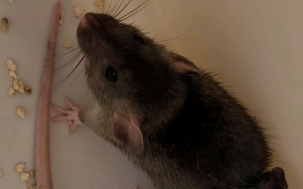 花枝鼠自我清洁