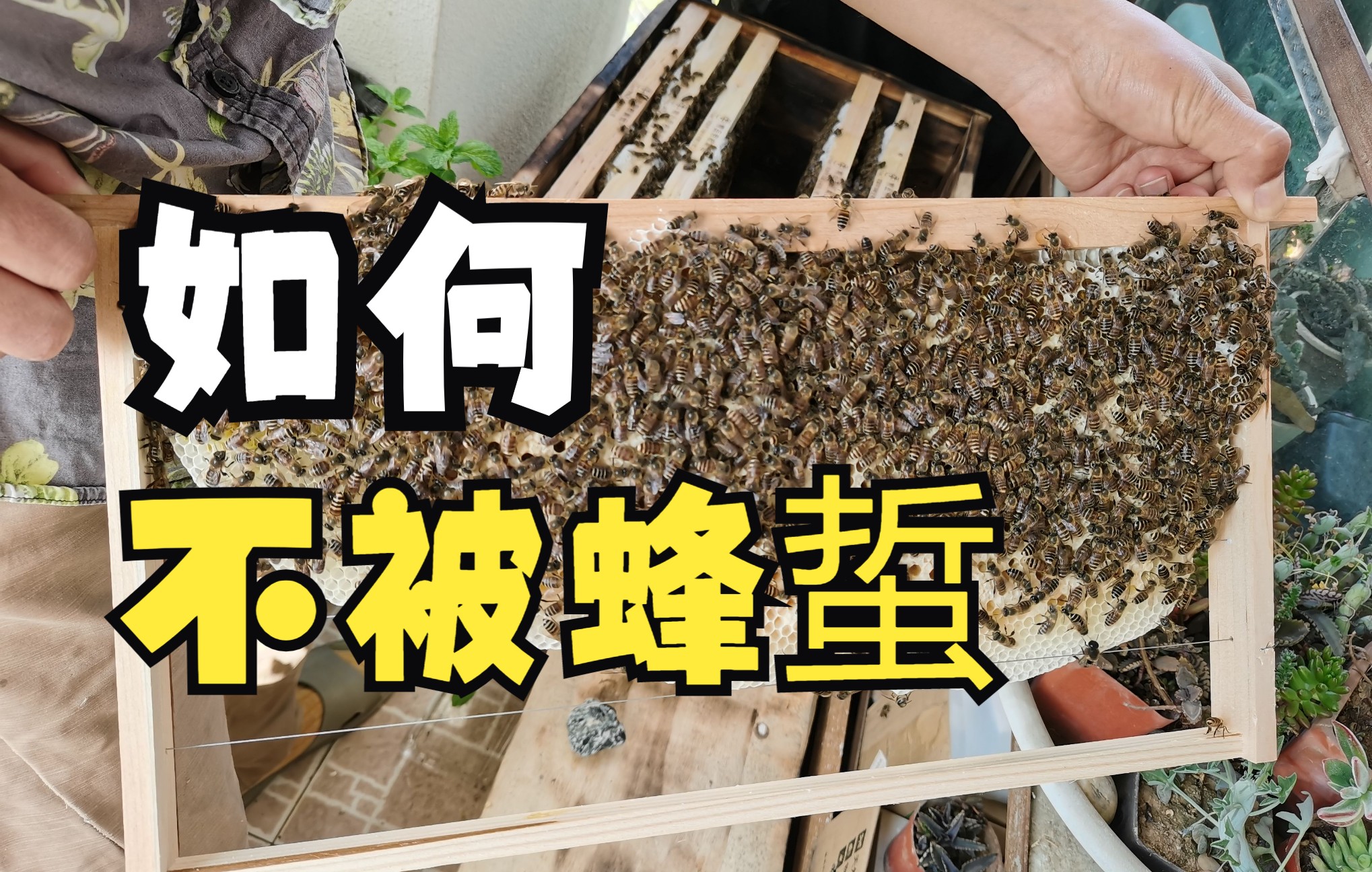 [图]如何与蜂相处。遇到蜜蜂、马蜂、胡蜂该怎么办，哪些蜂致命，如何避免被蜇，既不伤害蜂又保护自己。