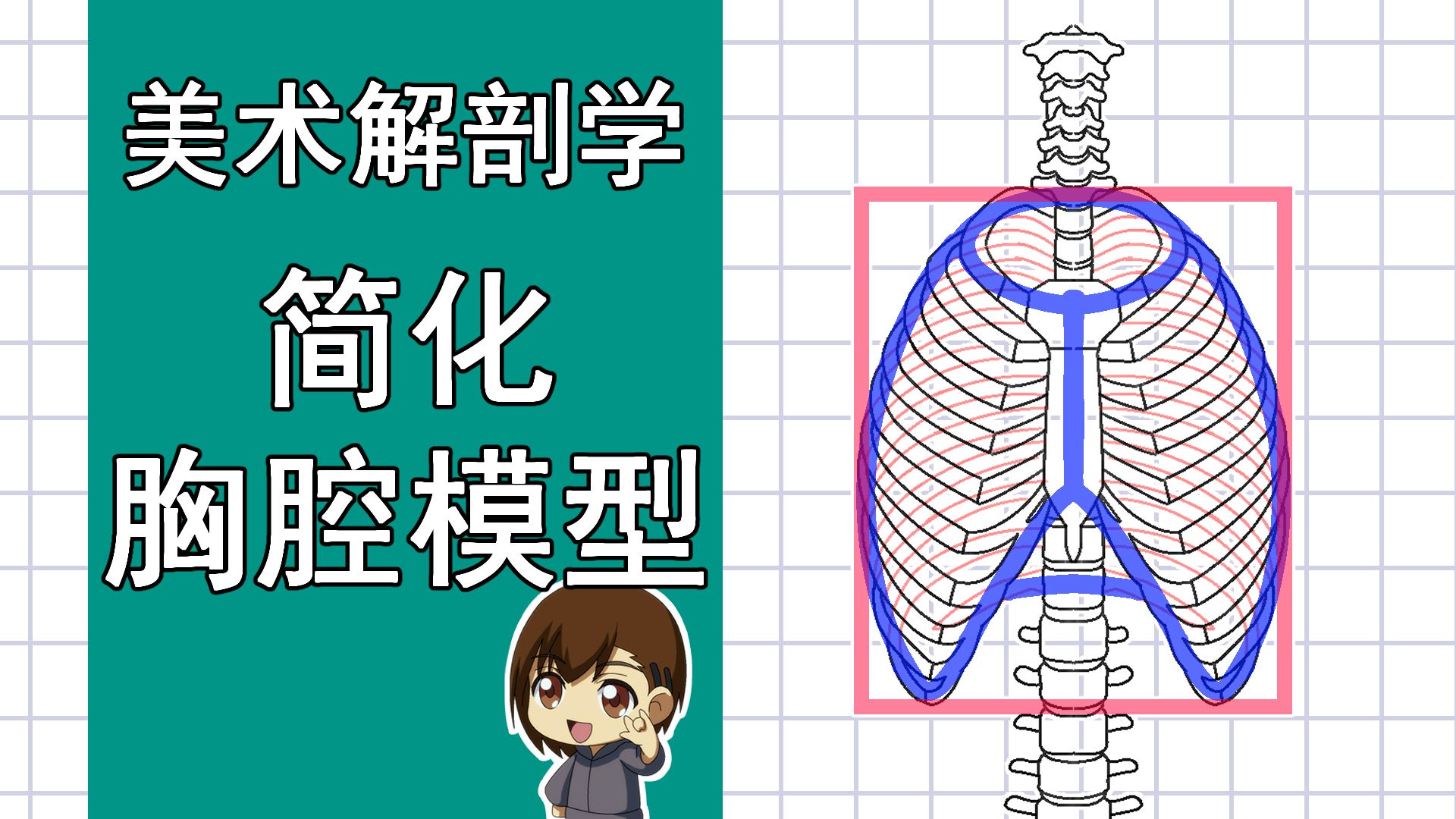 美术解剖学-37-简化胸腔模型