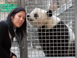 【华动的近距离接触熊猫，有人很想看，要求我们发出来。这里有一个铁证】泰山与弗朗西斯·阮，我们发过她的故事。