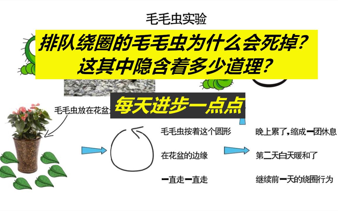 [图]每天进步一点点——为什么排队绕圈的毛毛虫会死掉？这其中的警示在哪