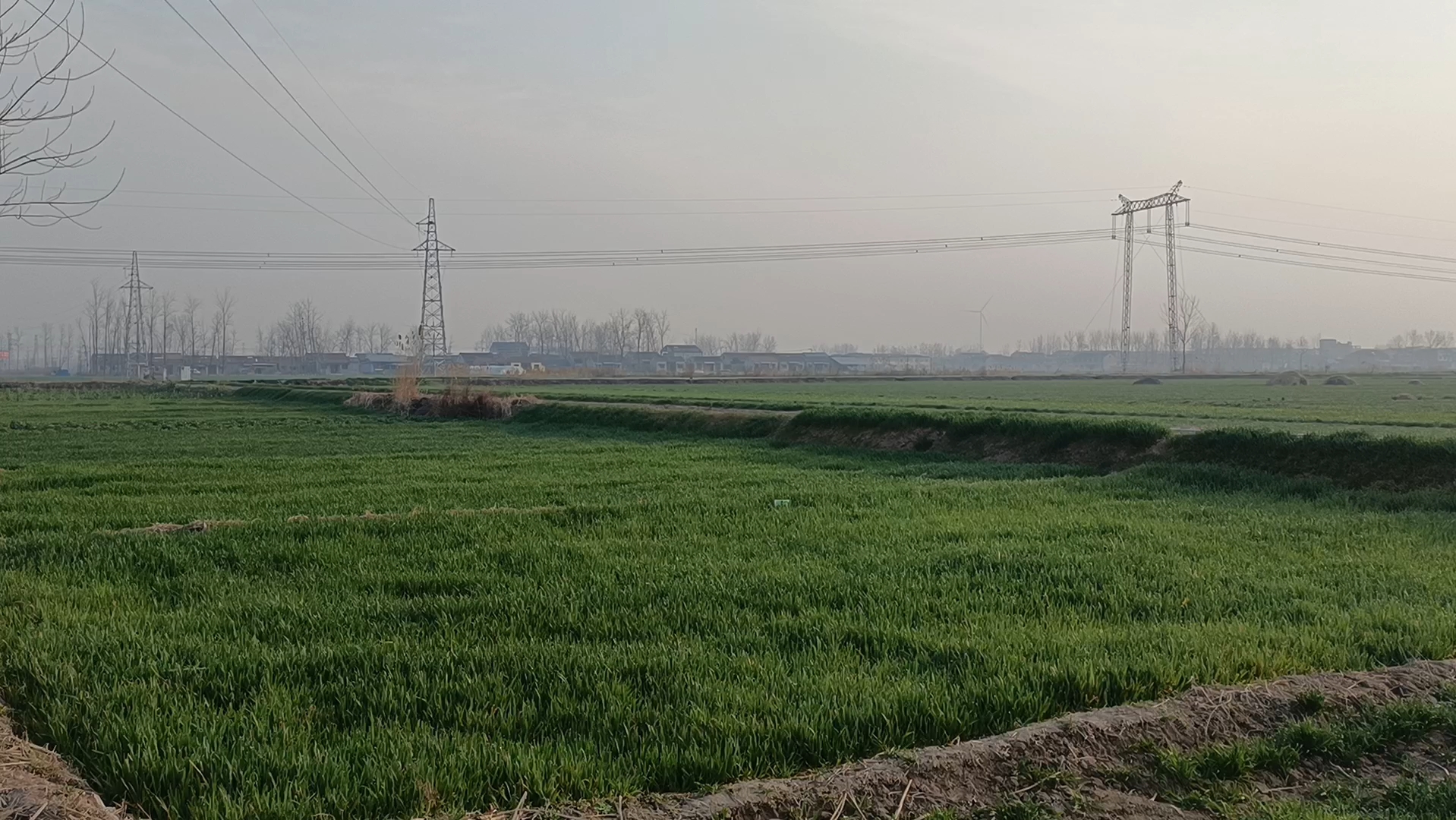 [图]故乡的早晨，雾气蒙蒙，空气中弥漫着泥土和麦苗的味道，犹如仙境一般……