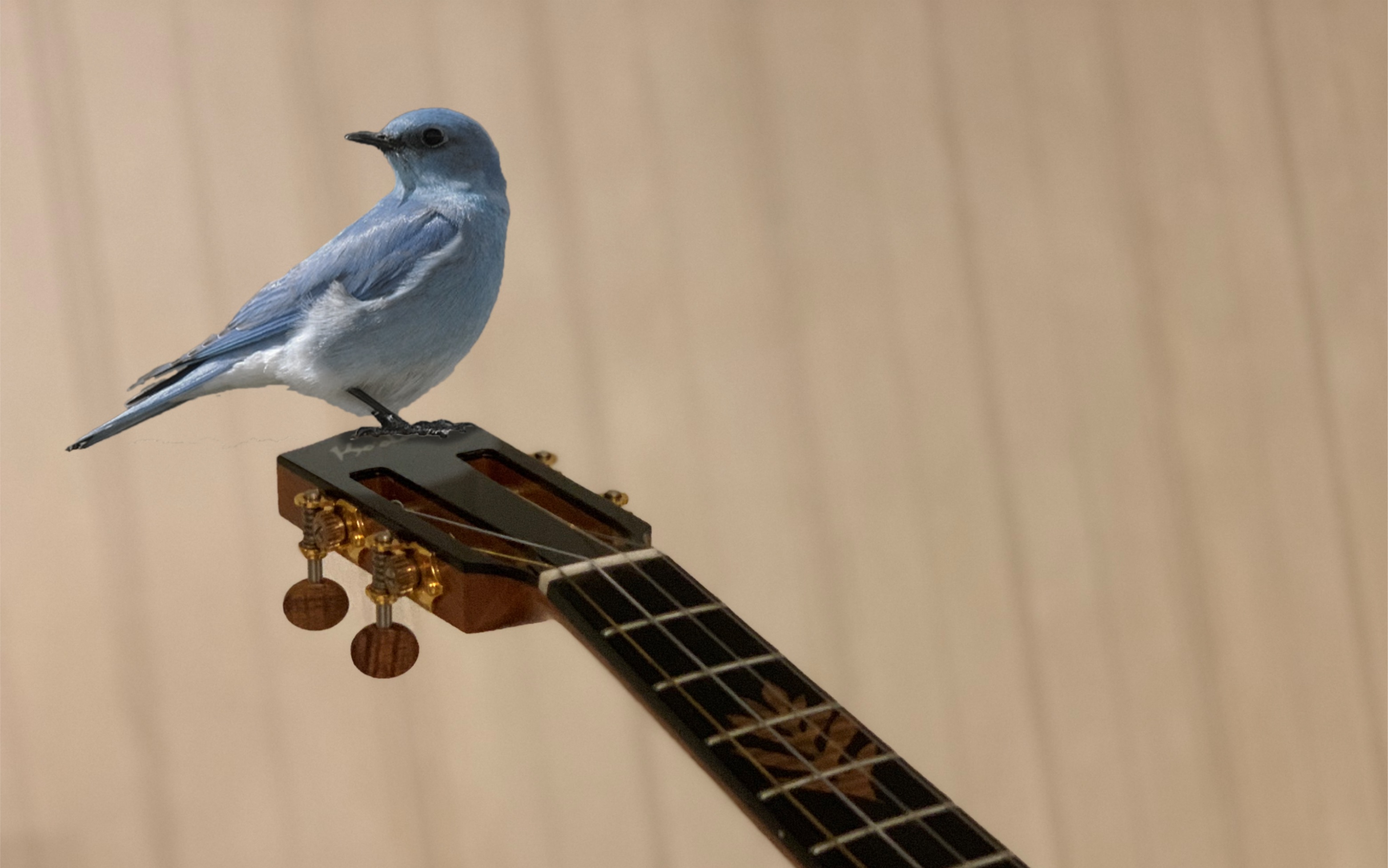 尤克里里伍伍慧的bluebird