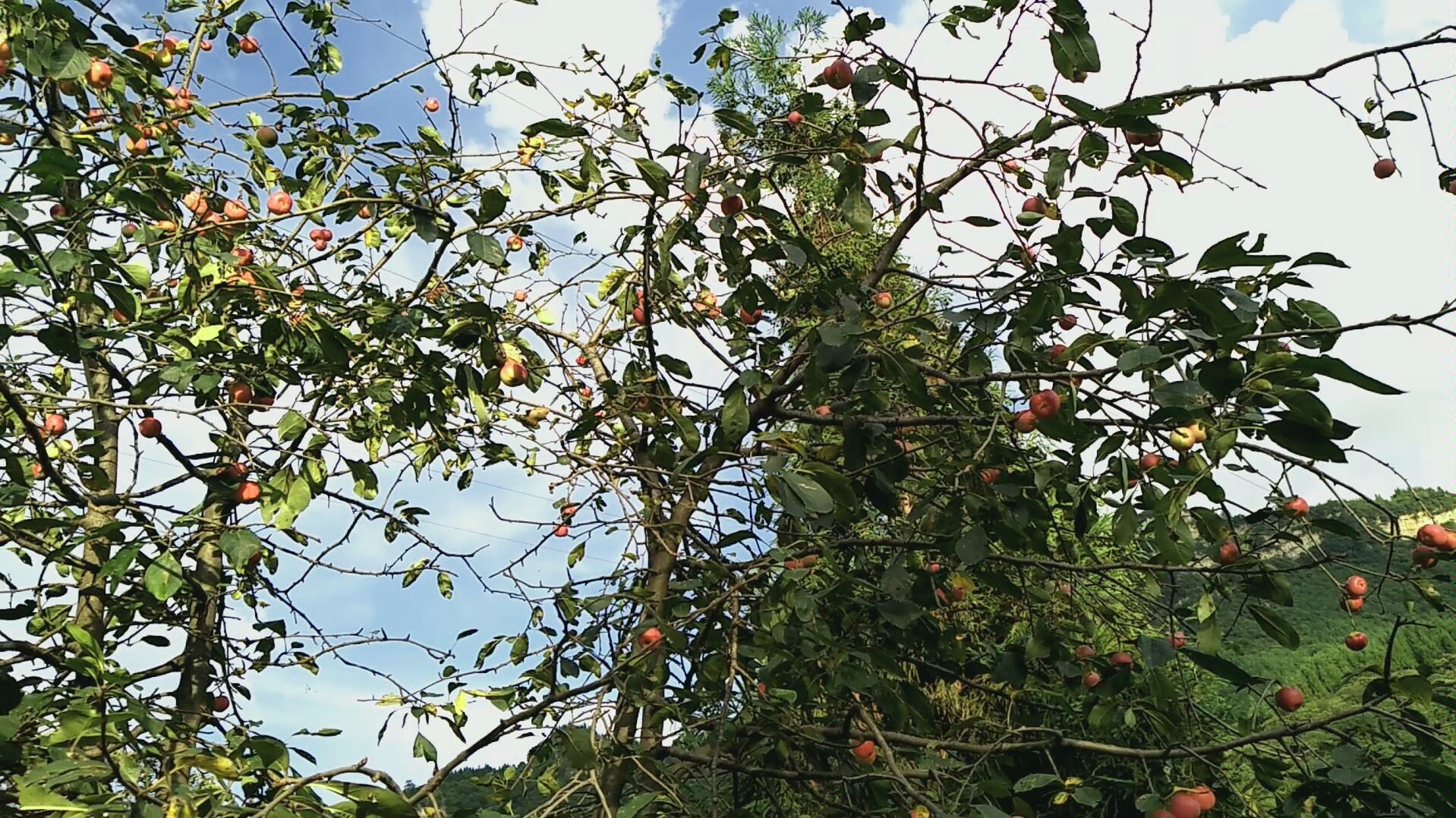 贵州叫这果子:花红,有不同名么_哔哩哔哩 (゜-゜)つロ 干杯~-bilibili