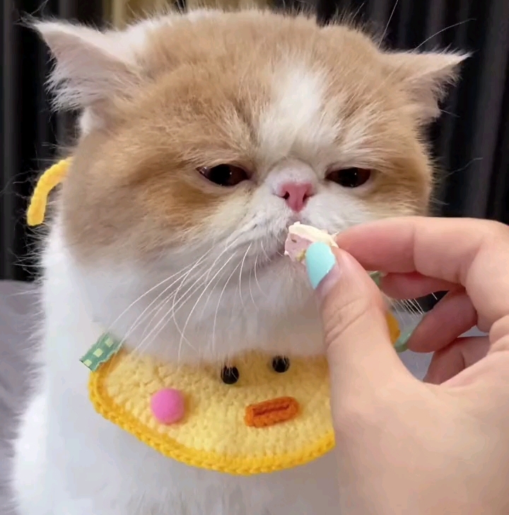 这个小猫咪叫怀特