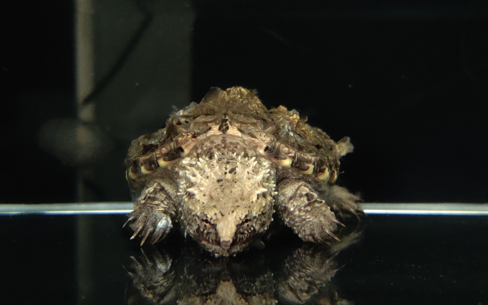 【佛佛佛佛佛佛鳄】烛龙地藏正脸来一个