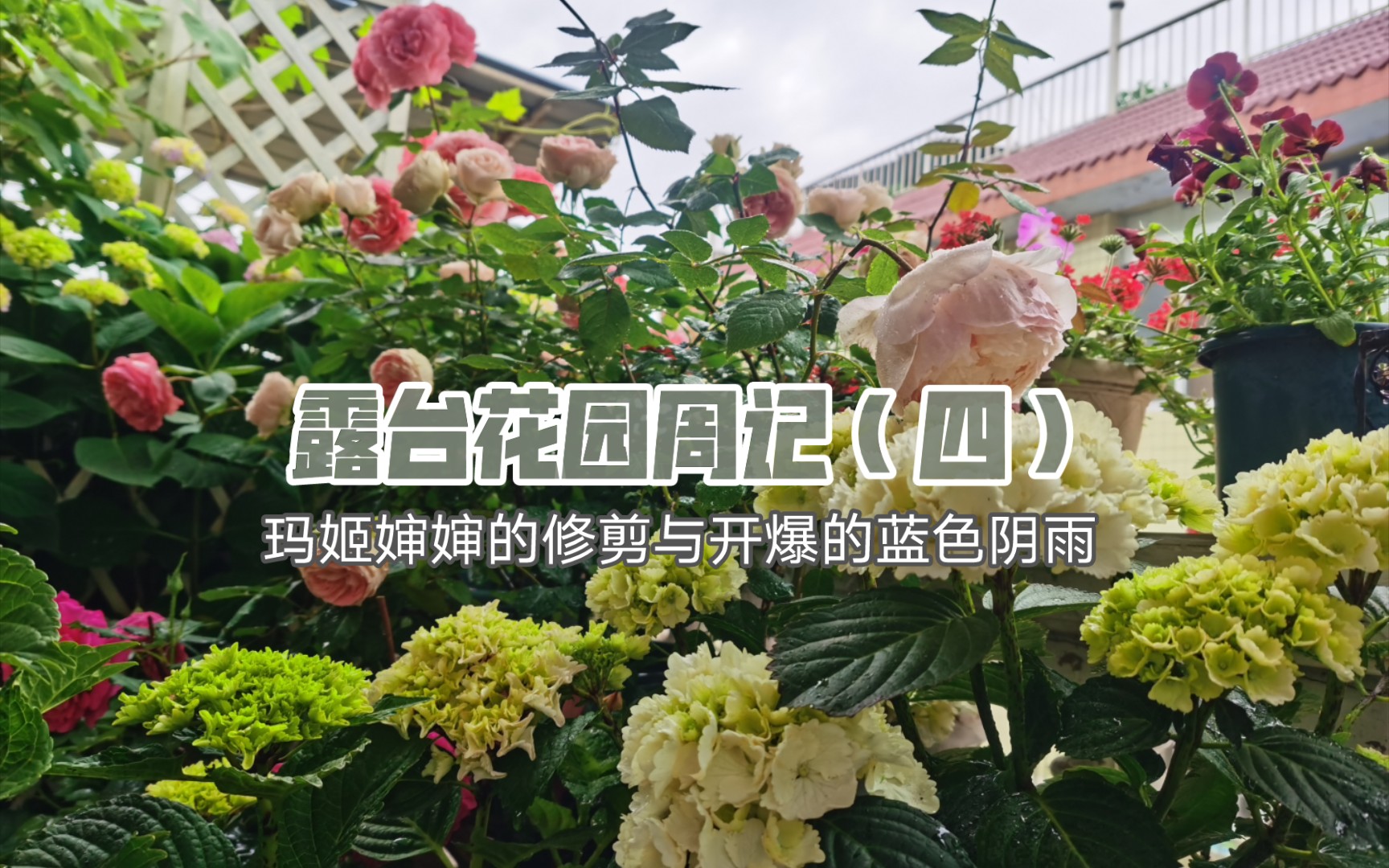 三十平方北露台花园周记(四) | 微月玛姬婶婶的花后修剪 | 秋天嬷嬷茶的花园时光 | 记录植物四时变化哔哩哔哩bilibili