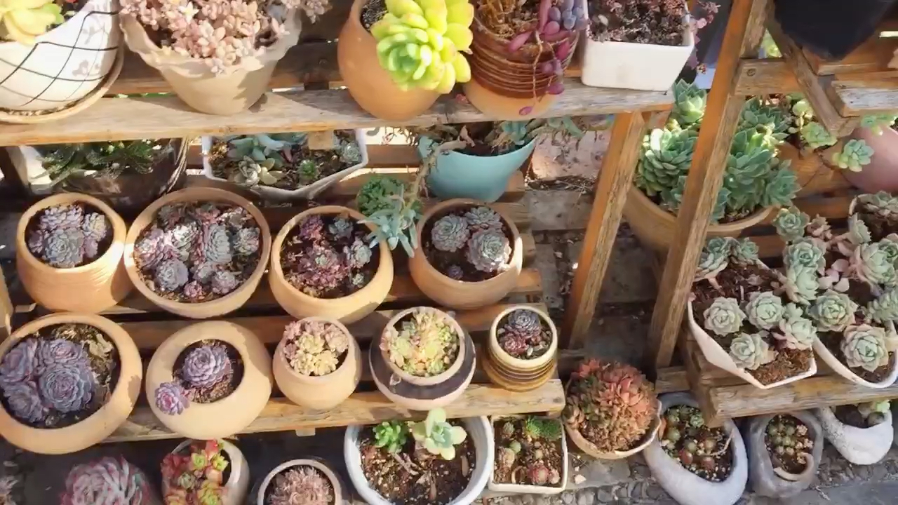 云南开挂区多肉主题民宿参观