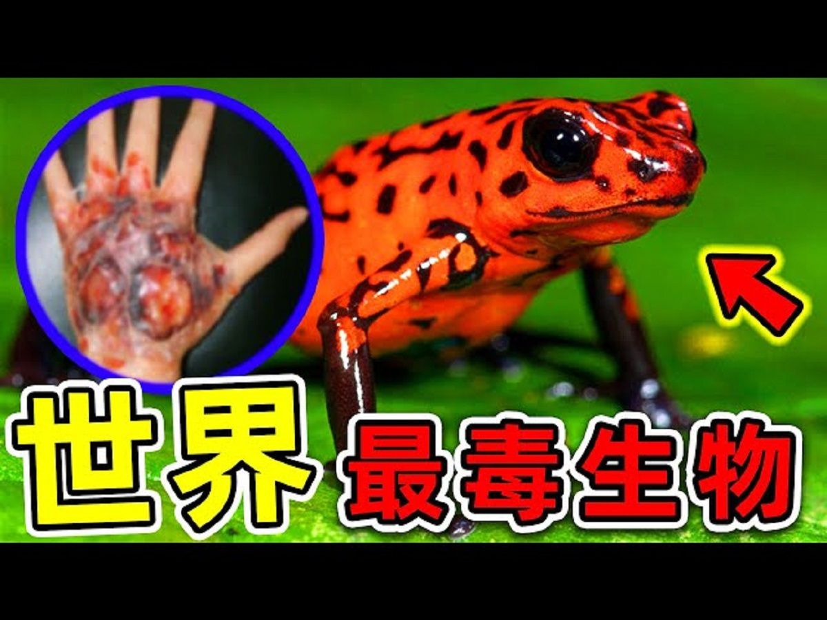 全世界最毒的10种生物!