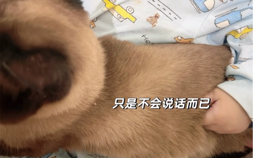 人之所以为人不应该是善良吗?#养猫看不了猴猫事件哔哩哔哩bilibili