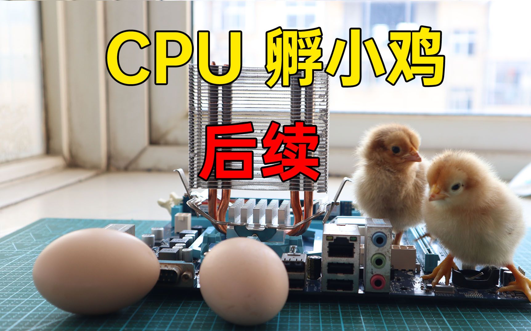 [图]【vlog】cpu孵小鸡后续