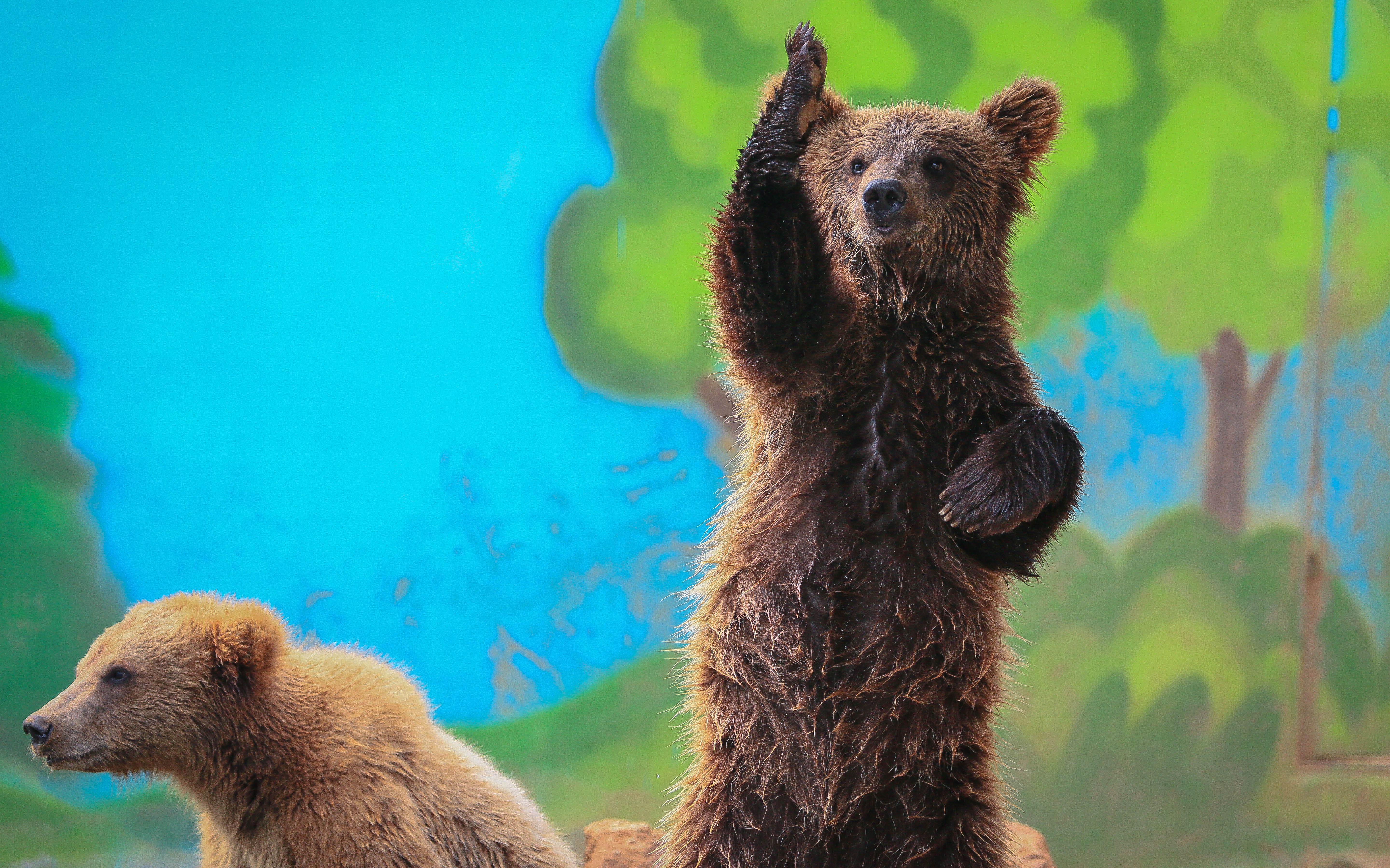 【棕熊】【真实叫声】当苹果被哥哥捡漏以后.