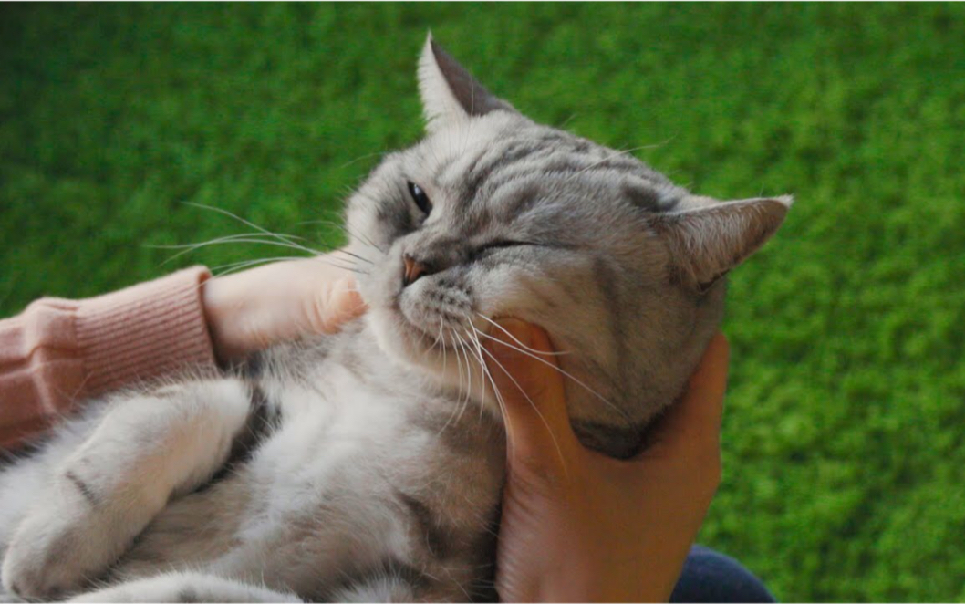 【surinoel】给猫咪按摩脸