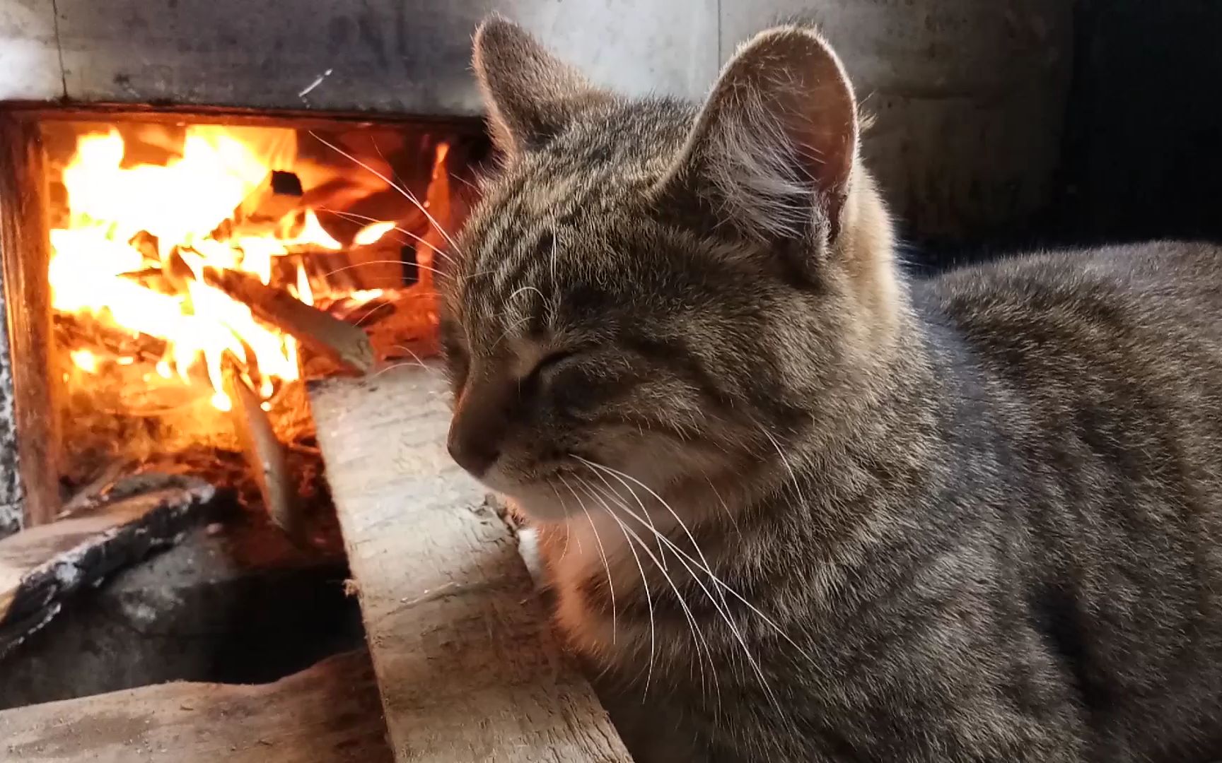 这只农村狸花猫一点都不怕热,灶里烧这么大火也还在烤火_哔哩哔哩_bil