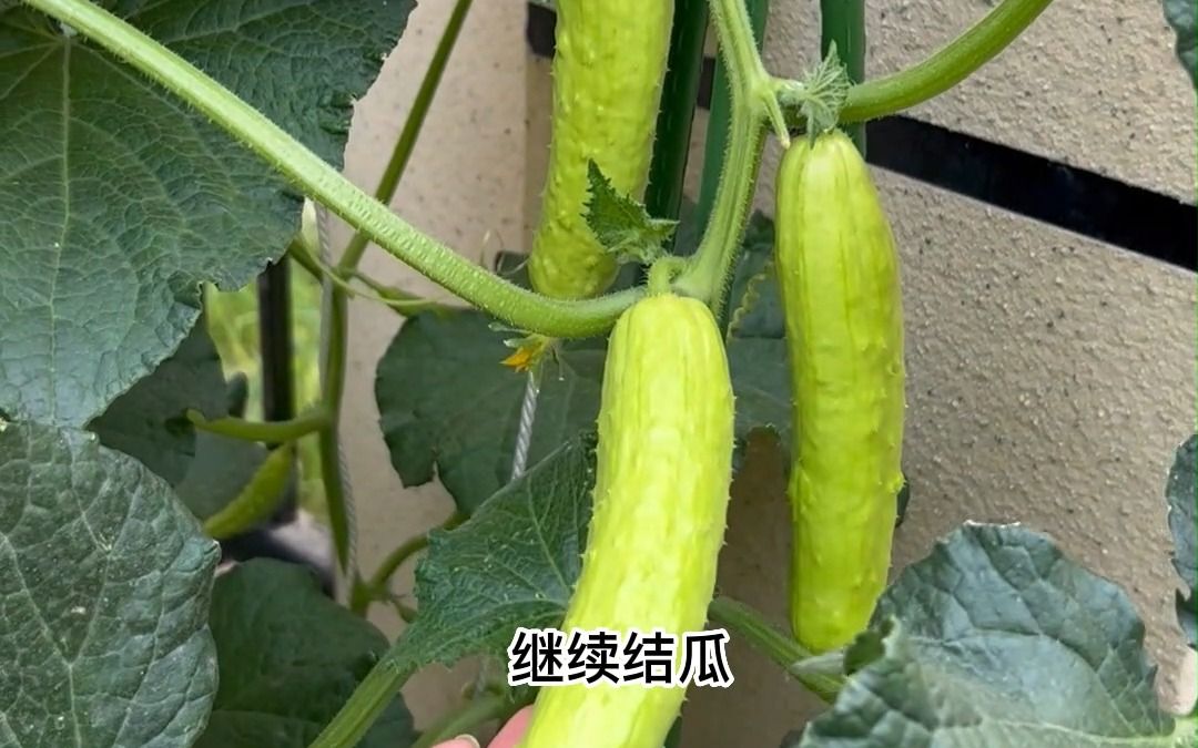 给大家分享黄瓜的全程种植方法.哔哩哔哩bilibili