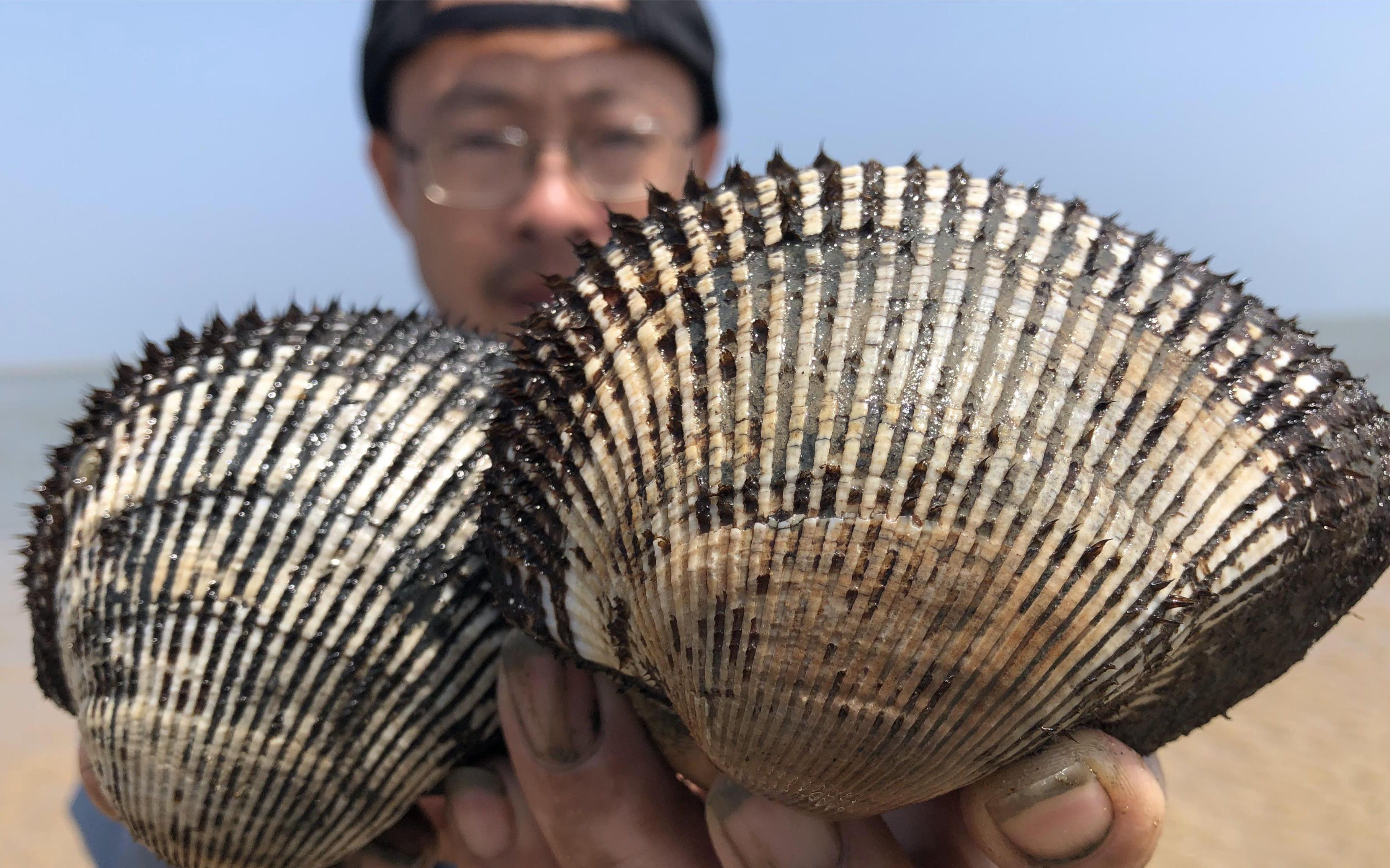 二哥赶海捡漏深海大毛蛤,搞了多半桶几十个,跟拳头一样大