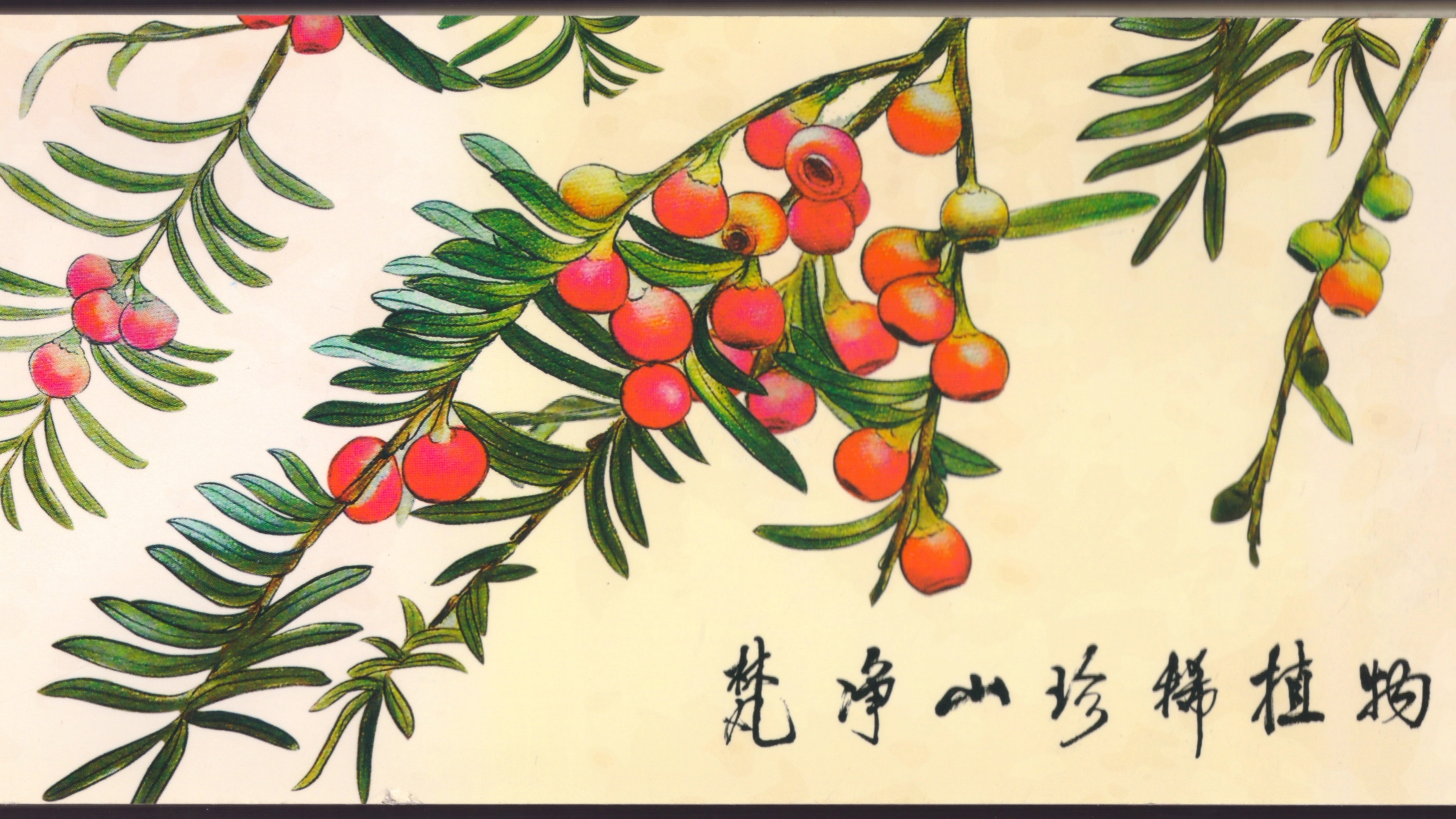 梵净山珍稀植物明信片