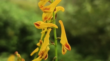 泰山本草之小黄紫堇