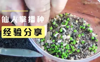 仙人掌种子繁殖