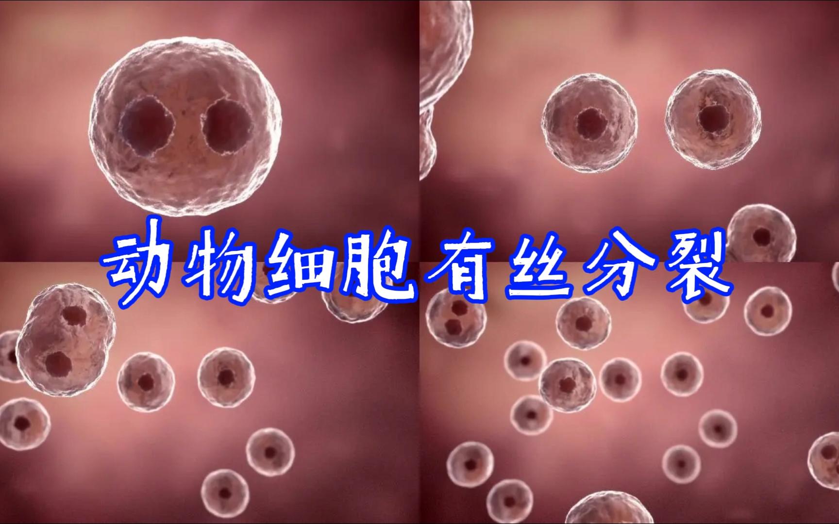 生物学视频:动物细胞有丝分裂哔哩哔哩bilibili