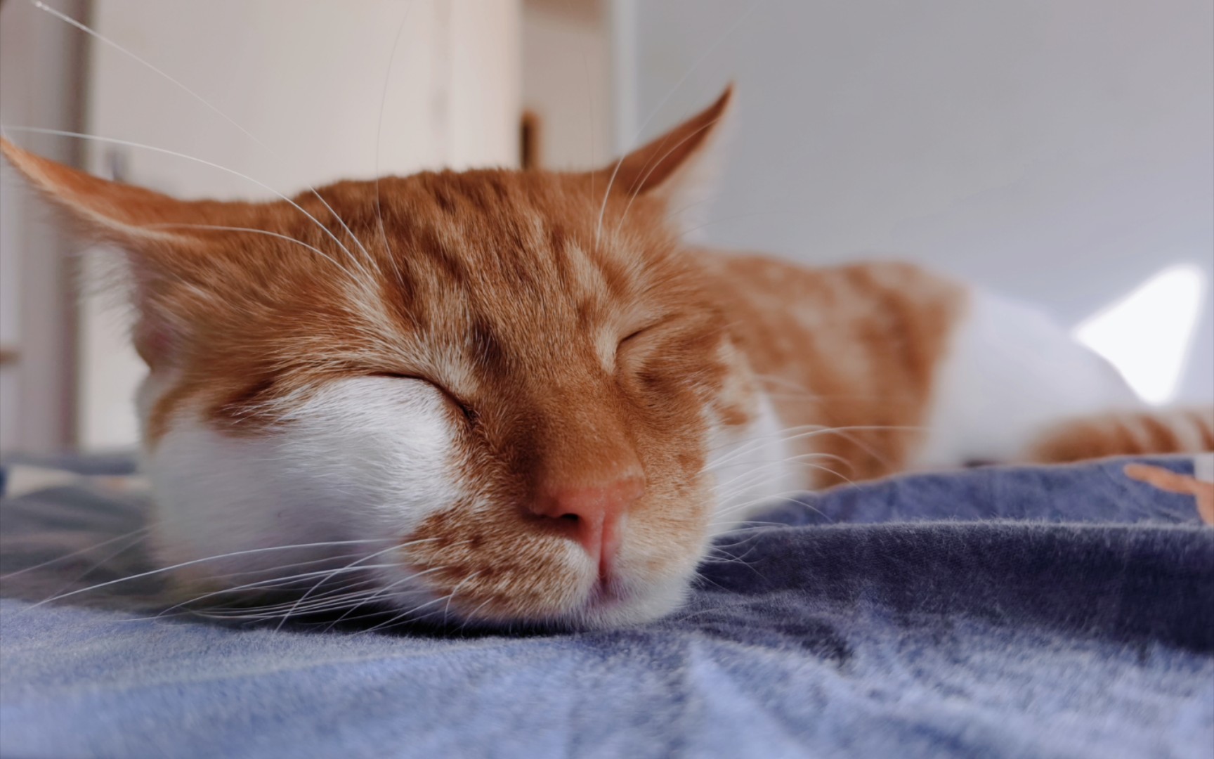 【cookie的日常】cookie最近的可爱小片段,快来看看九斤重的小橘猫