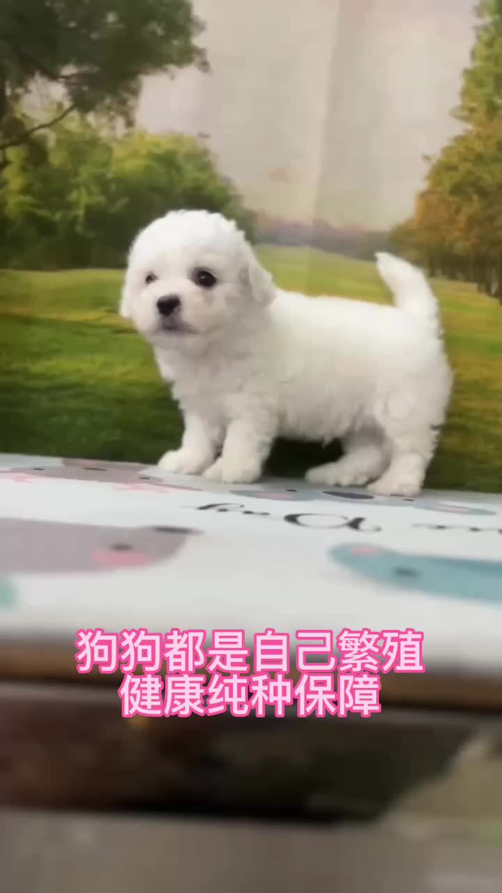 广州口碑好的犬舍狗舍,广州都有哪些正规犬舍,广州买狗狗推荐哔哩哔哩bilibili