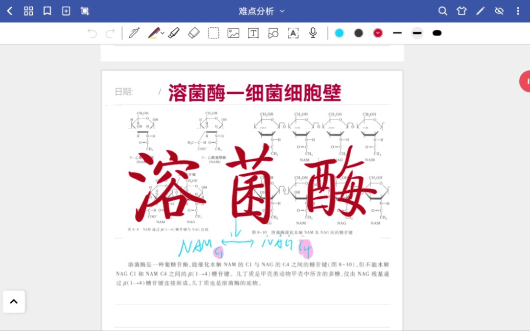 溶菌酶 抑制细菌生长③哔哩哔哩bilibili