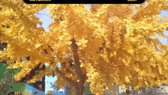 秋天的金色的生活