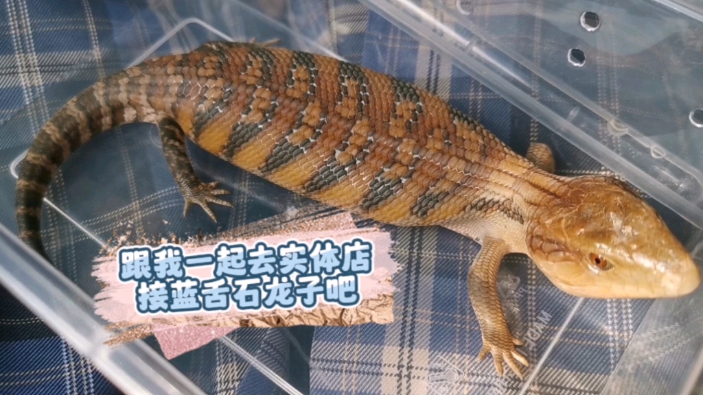 【蓝舌石龙子】跟我一起去接找了一个多月的小蓝舌吧