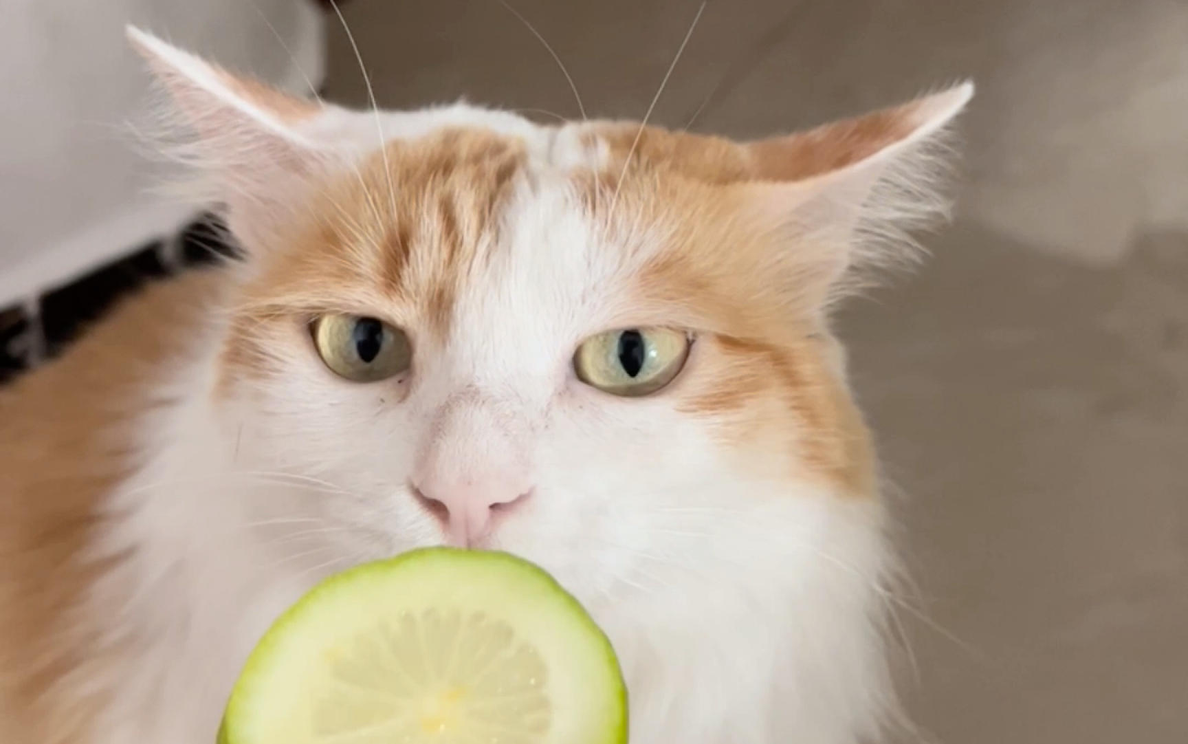 活动  不同的猫猫闻柠檬的反应