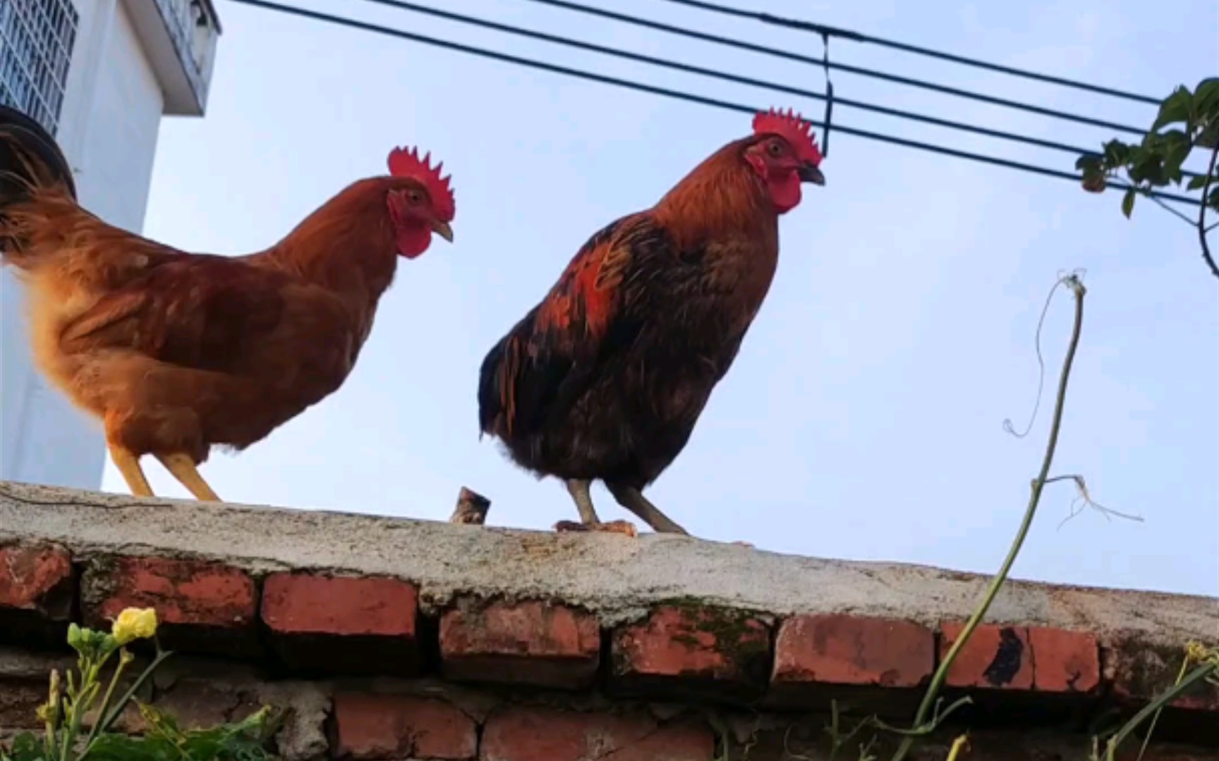 你会打篮球吗鸡哥