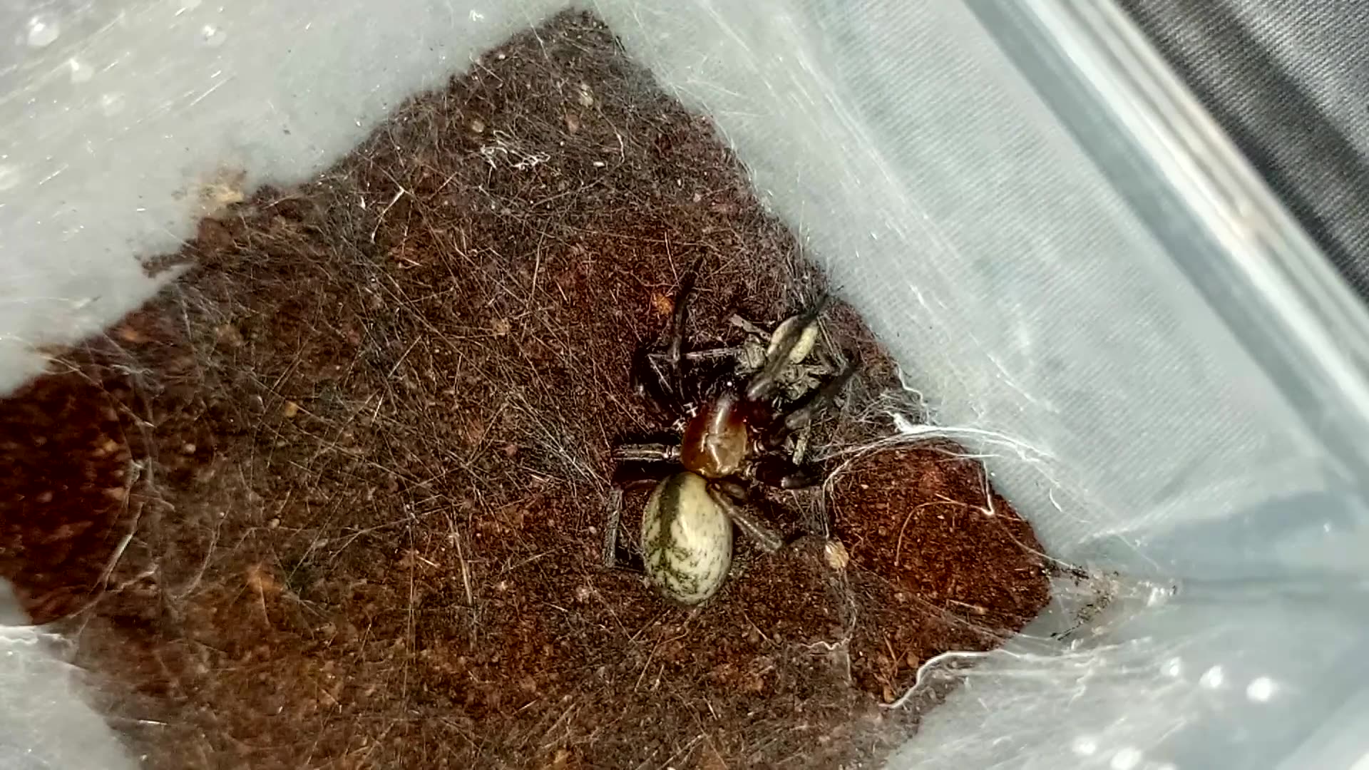 隙蛛吔蛛_哔哩哔哩_bilibili