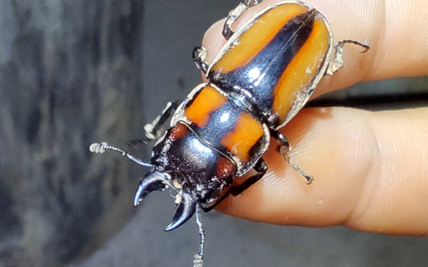 活动  大夹子其实不夹人(黄纹锯锹甲)