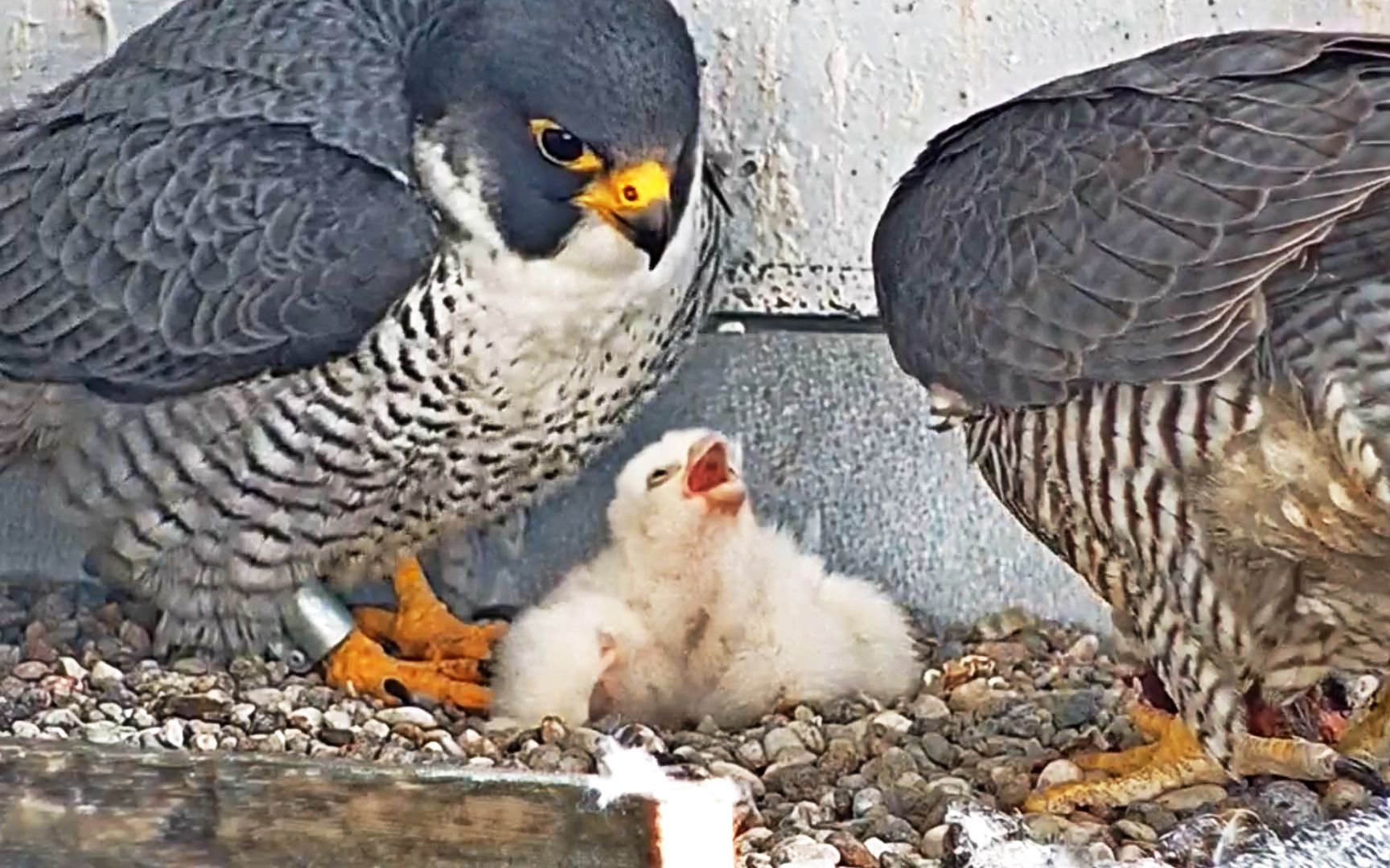 鹰隼妈妈耐心的喂鹰宝宝食物鹰爸还不放心的回来看看小家伙们