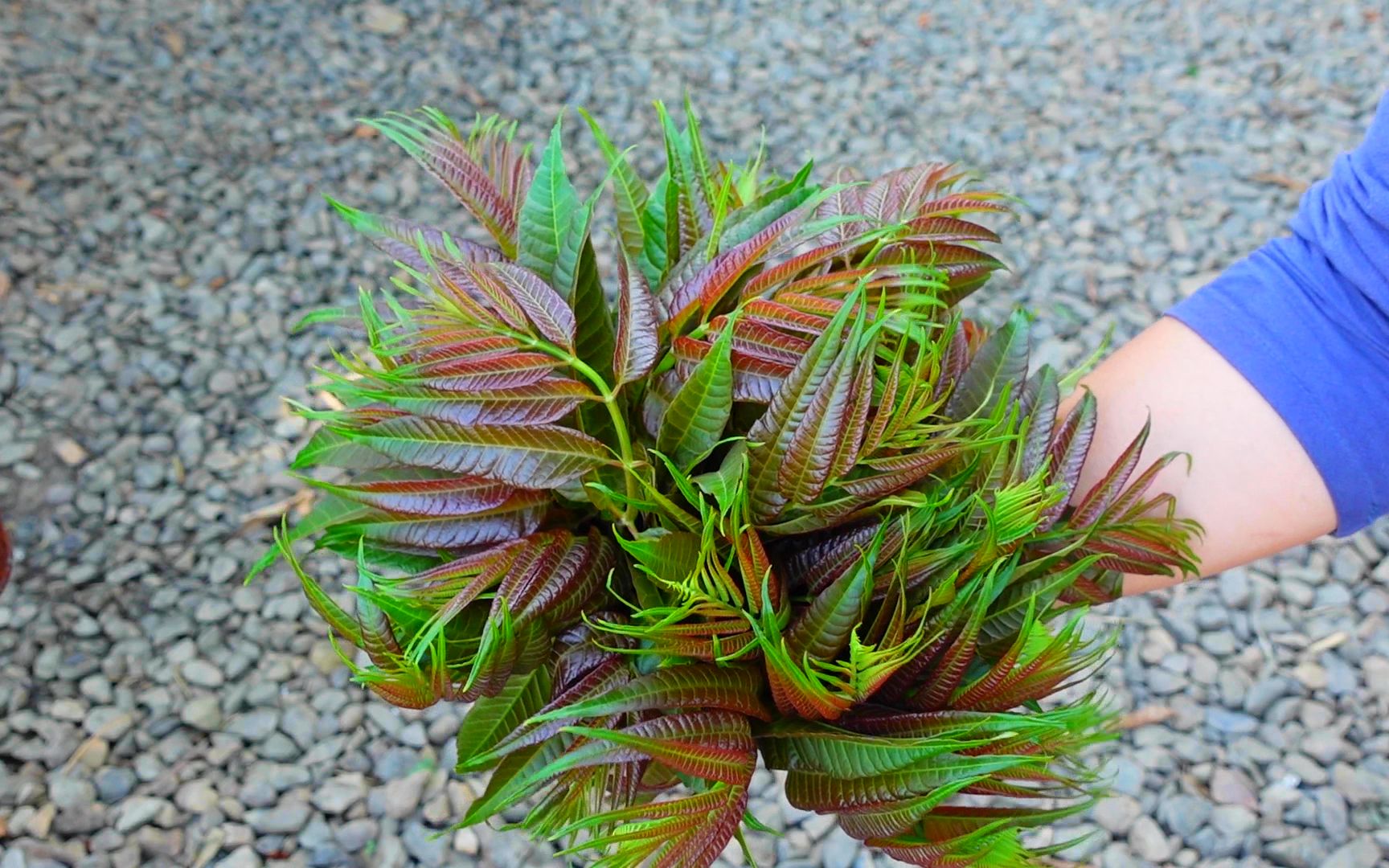 这种树叶你们那里有吗?我们这里叫椿香树,炒鸡蛋做凉拌菜都很赞哔哩哔哩bilibili