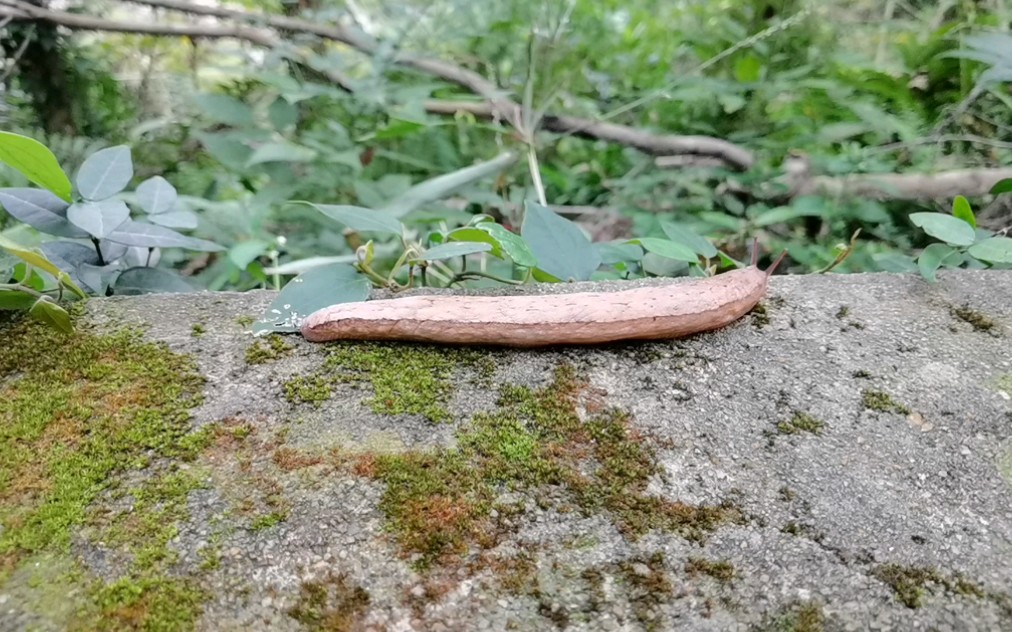 您见过这么大的蛞蝓爬吗看过后有啥启示