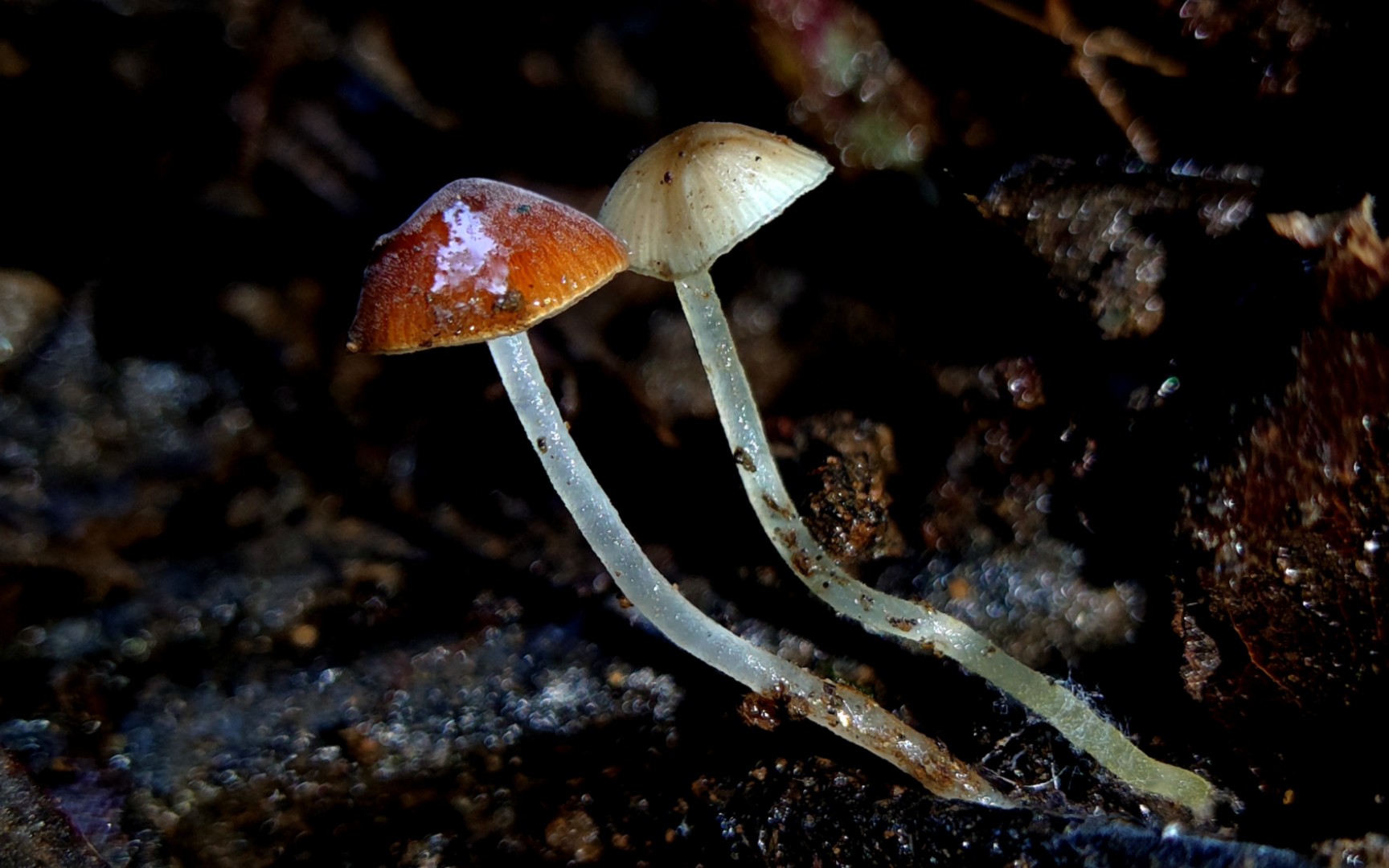 红黄小菇(红顶小菇)——摄于云南哀牢山
