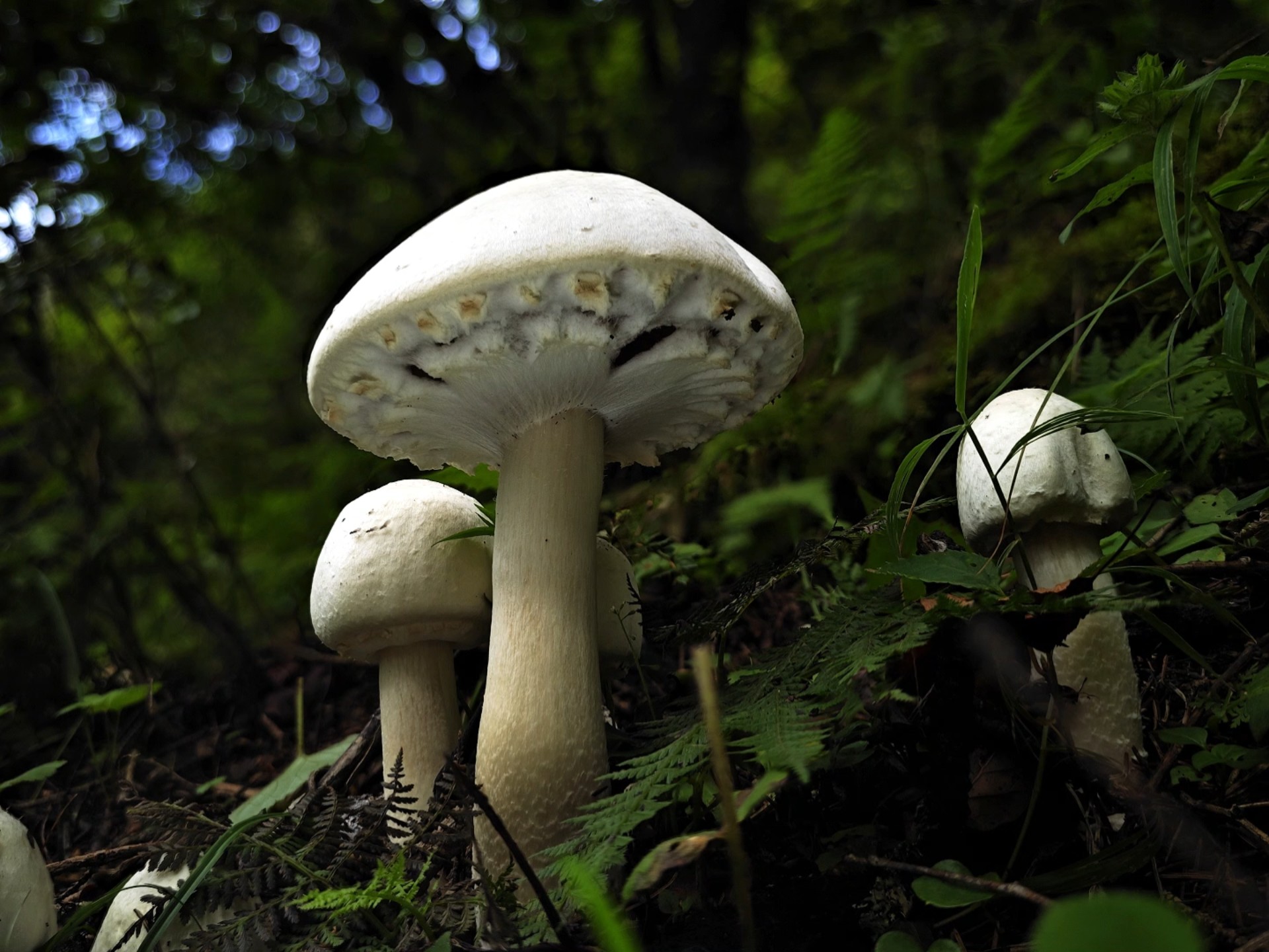 双生蘑菇 agaricus gemellatus