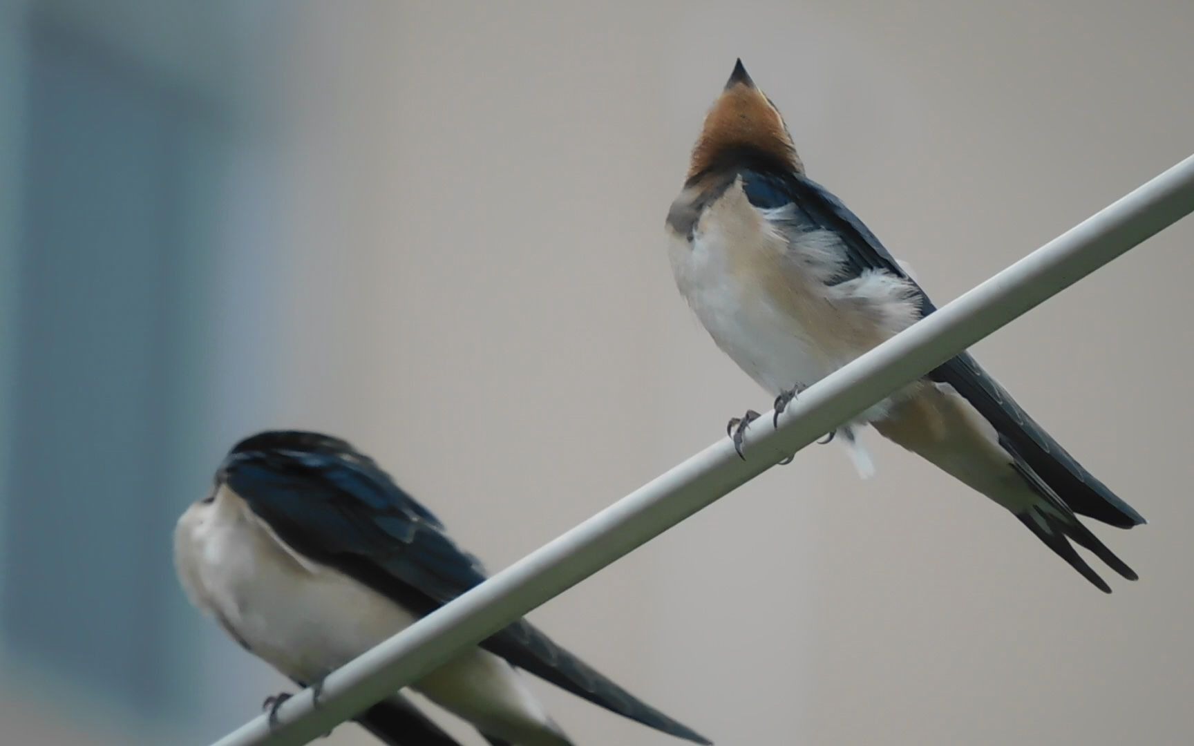 燕子宝宝,不够肥也不够胖,昨天真可爱啊!_哔哩哔哩_bilibili